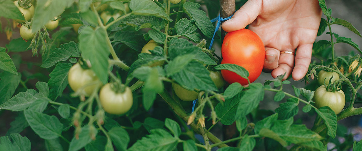 Investigadores trabajan en un innovador producto para controlar plagas y reforzar la tolerancia de las plantas a la salinidad