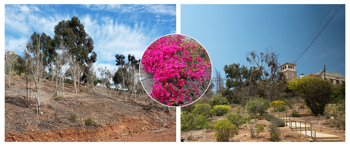La USerena florece: mil Rayitos de Sol y cientos de árboles nativos transforman sus campus