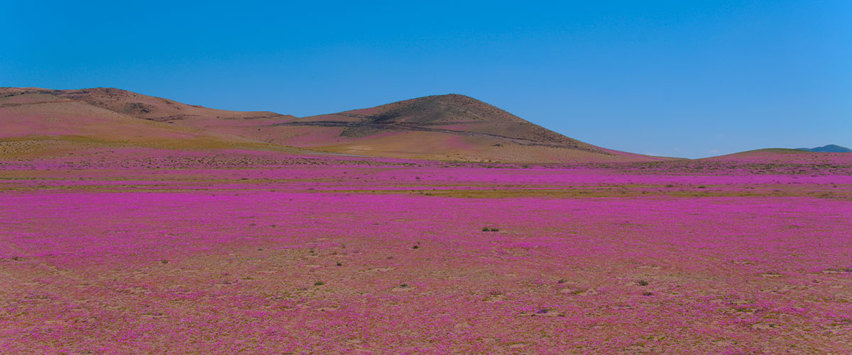 El Desierto de Atacama y su fenómeno más grandioso: cuando el árido se transforma en vida