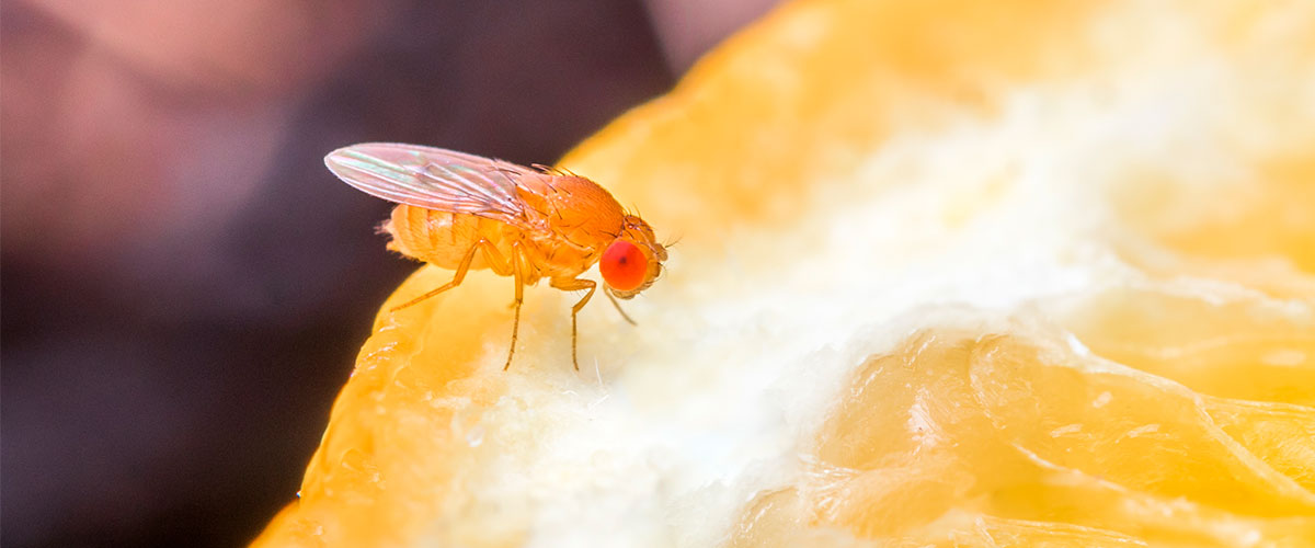 Académicas analizan los riesgos de la mosca de la fruta para la agricultura