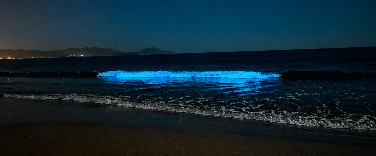 Guanaqueros se ilumina de azul: el fenómeno natural que sorprende y atrae miradas