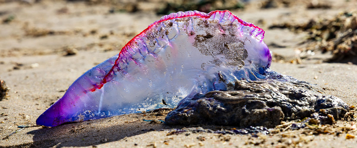 Alerta por fragata portuguesa en Coquimbo: expertos explican cuál es su impacto en el ecosistema costero