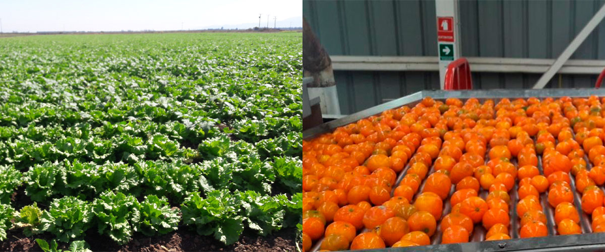 USerena impulsa soluciones innovadoras frente a la escasez hídrica mediante investigación aplicada