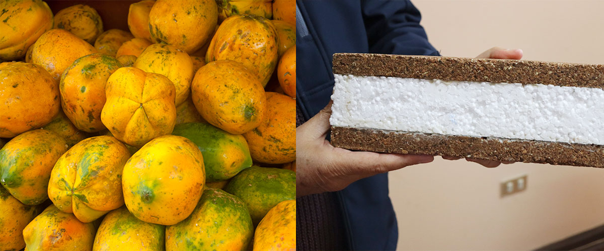 Desarrollan innovador material de construcción a base de semillas de papaya