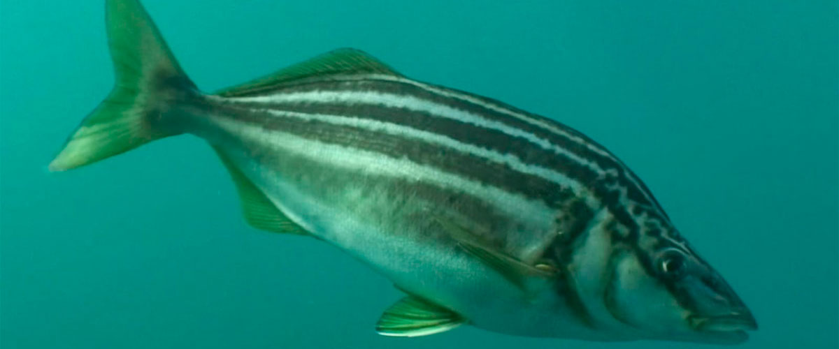 Detectan pez australiano en Coquimbo gracias a innovadora técnica de ADN ambiental