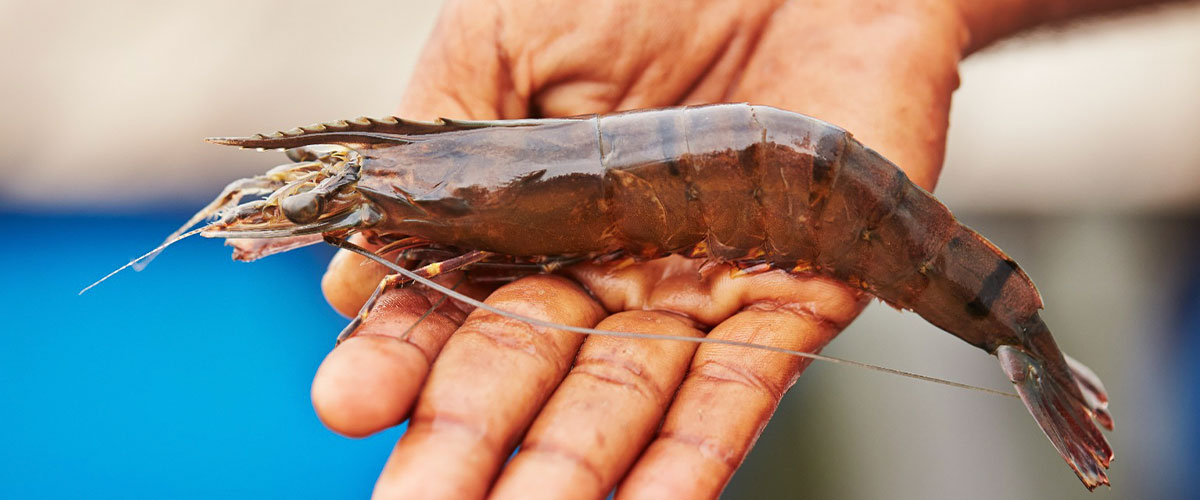 El gran potencial del quitosano: Buscan convertir residuos de camarones en bioproductos de alto valor