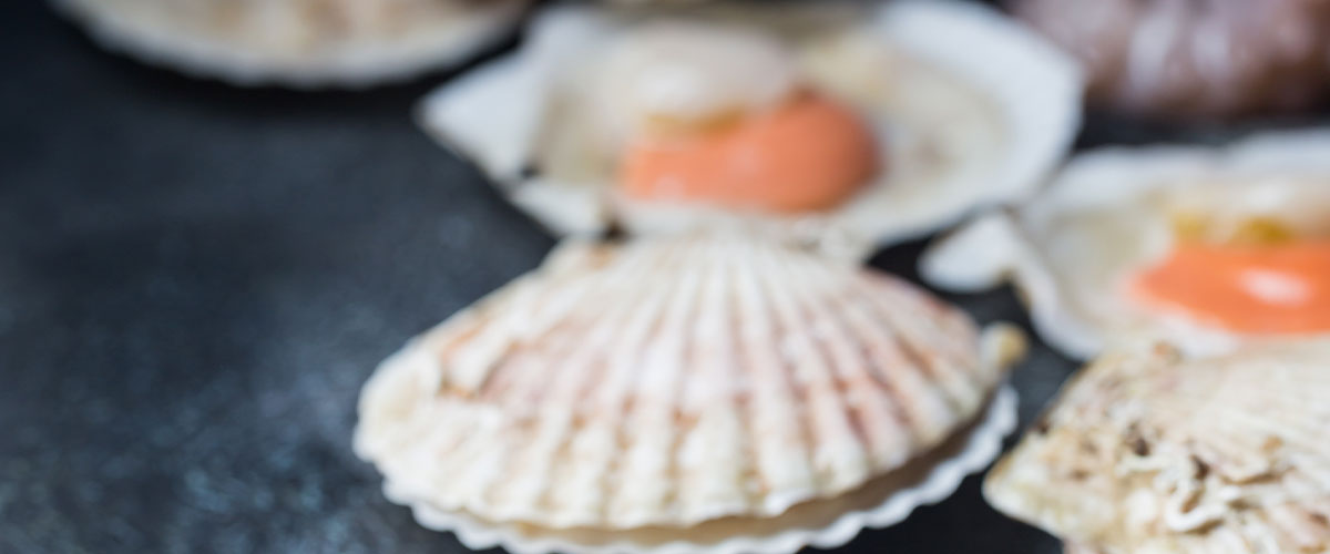 ¿Cuál es el veneno amnésico que obligó a cerrar la bahía de Tongoy?