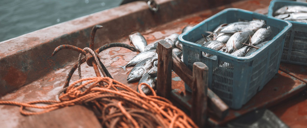 Aguas más cálidas y menos alimento: los efectos que podría tener El Niño en la pesca chilena