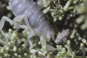 Escorpión que habita las dunas costeras de Los Choros se encuentra en peligro de extinción