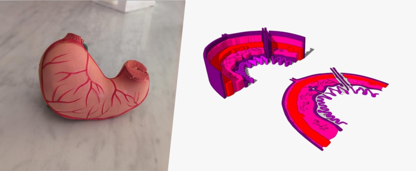 Proyecto busca fabricar modelos 3D como apoyo tecnológico para la enseñanza de la Histología 