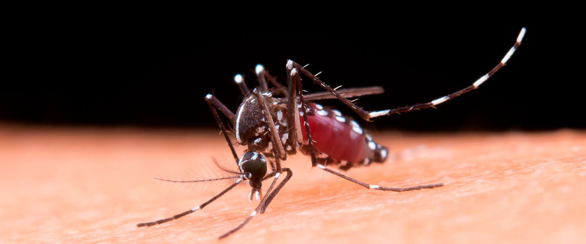 Entomólogo y casos de dengue: se recomienda a quienes viajan adoptar medidas preventivas y estar atentos a posibles síntomas