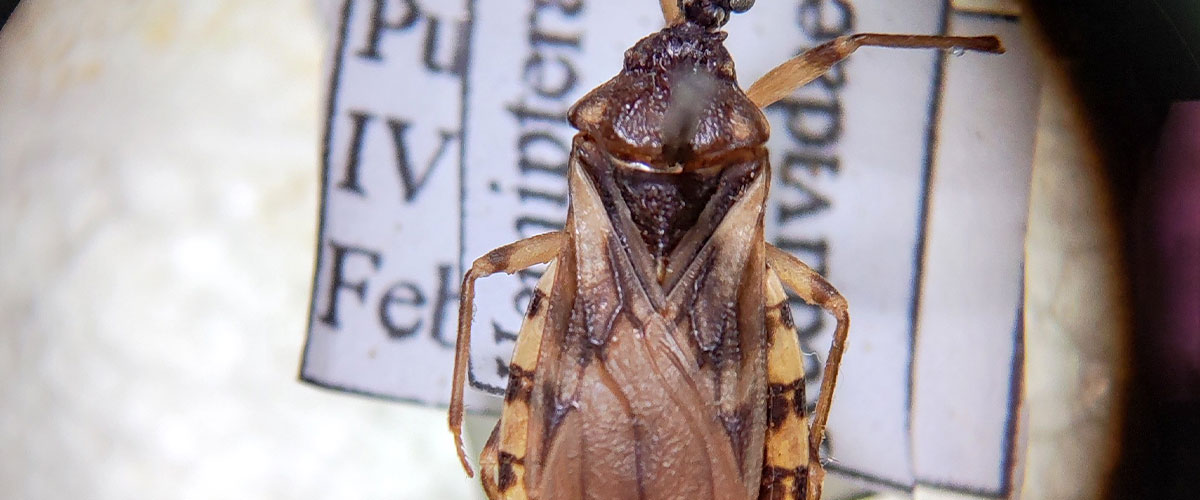 La vinchuca: el insecto que transmite el Mal de Chagas, una enfermedad que puede aparecer hasta 20 años después de la picadura
