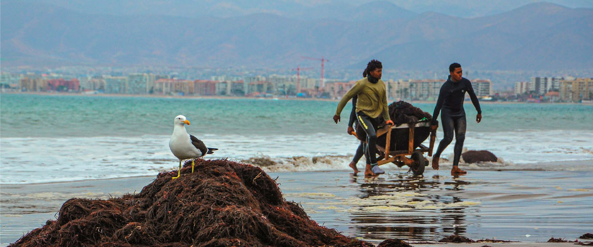 Libro rescata el patrimonio cultural de la Playa Changa de Coquimbo y el trabajo de los algueros