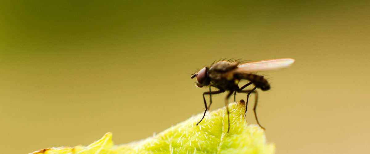 Las moscas: más que un simple insecto, un pilar ecológico